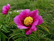 3 premio PASTORIS GIOVANNA 14_4  Peonia_Sez. I